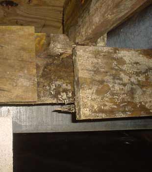 Extensive basement rot found in Sumter by Best Home & Property Services