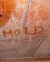 The word mold written with a finger on a moldy wood wall in Hartsville