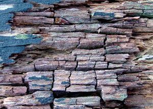 Dry rot damaging wood in Murrells Inlet