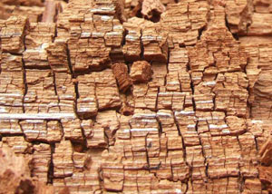 Wood severely damaged by dry rot damage in Cheraw